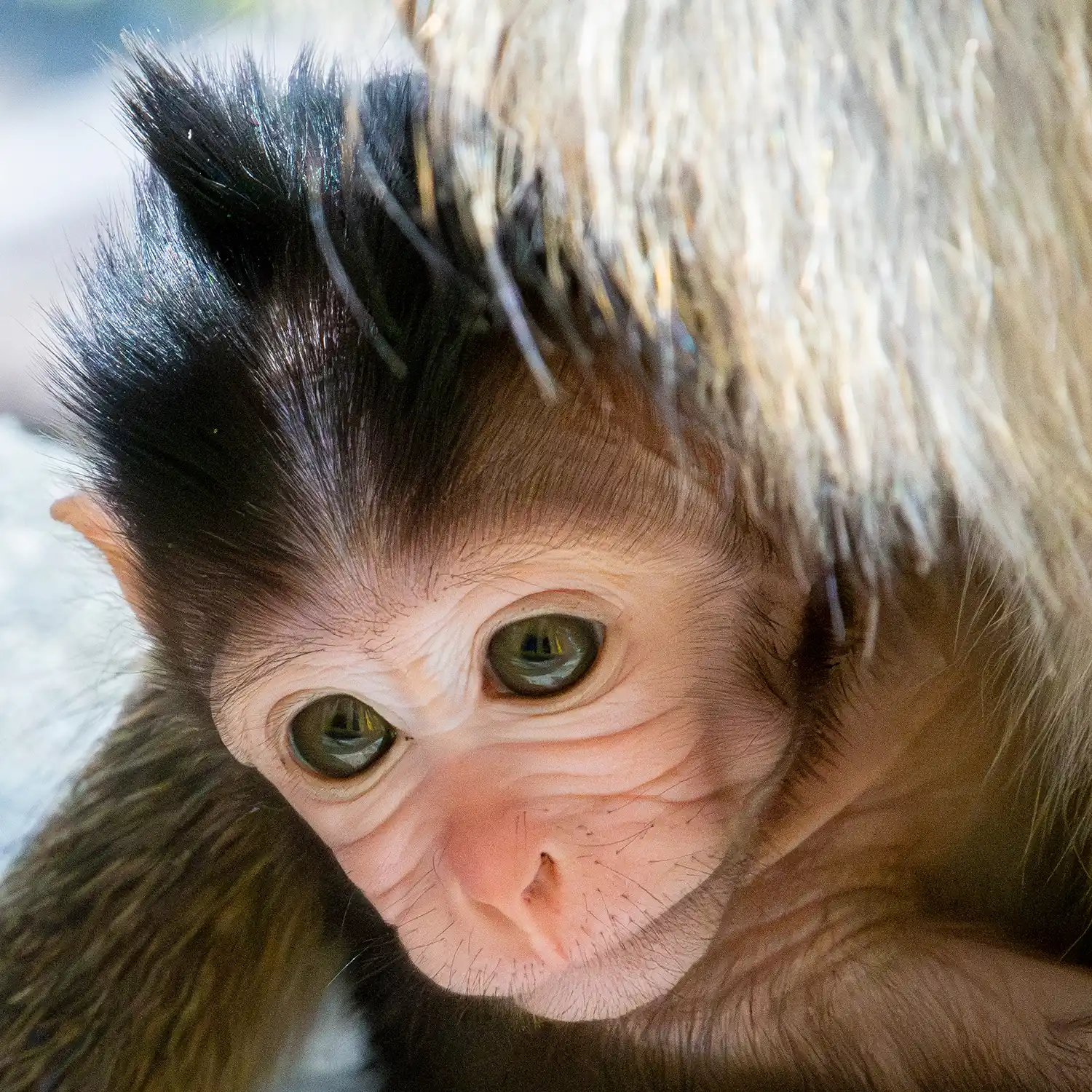 /media/1dnd30kl/irfan-yunis-wildlife-primate2.webp