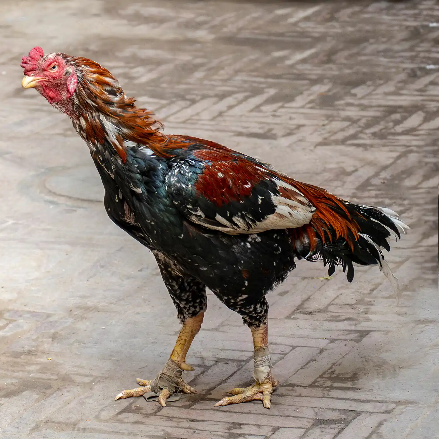 /media/1txiitas/irfan-yunis-wildlife-chicken.webp